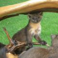 Pine Marten Pine Marten